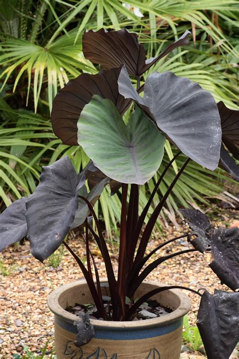 The Dark Romance of Colocasia Black Magic: Tips for Growing and Using in Floral Design